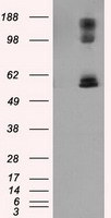 GSC antibody