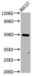 GSDMA Antibody