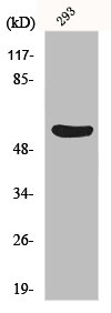 GSDMC Antibody