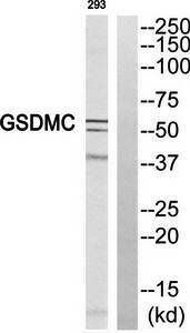 GSDMC antibody