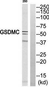 GSDMC Antibody