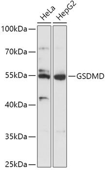 GSDMD antibody