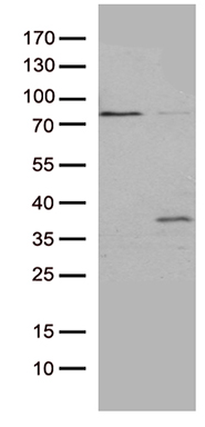 GSG1 antibody