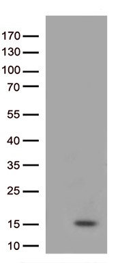 GSG1 Antibody
