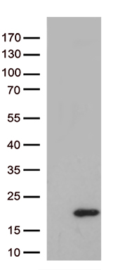 GSG1 Antibody