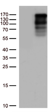 GSG1 antibody