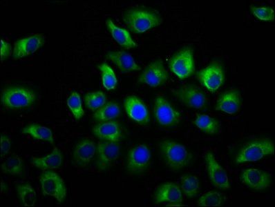 GSG1L antibody