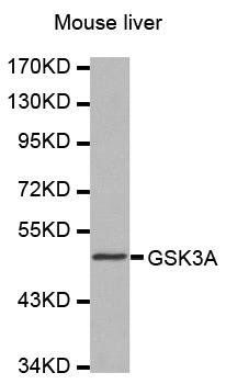 GSK-3Alpha antibody