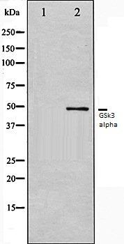 GSk3 alpha antibody