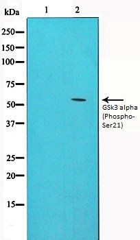 GSk3 alpha (Phospho-Ser21) antibody