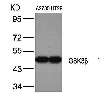GSK3β (Ab-9) Antibody