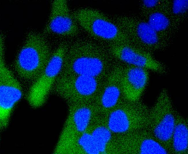 GSK3 beta(Phospho-Ser 9) Antibody