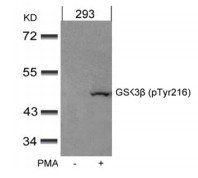 GSK3α/β(Phospho-Tyr279/216) Antibody