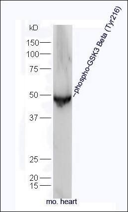 GSK3 beta (phospho-Tyr216) antibody