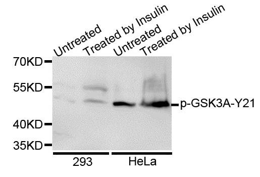 GSK3A (Phospho-S21) antibody