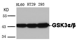 GSK3A/GSK3B (Ab-279/216) Antibody