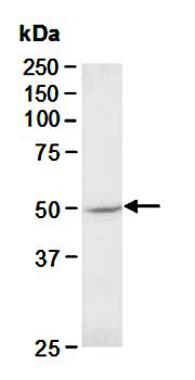 GSK3A (C) Antibody, Rabbit Polyclonal