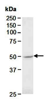 GSK3A antibody