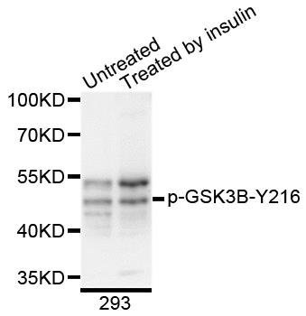GSK3B (Phospho-Y216) antibody
