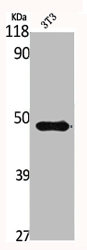 GSK3B Antibody