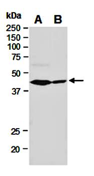 GSK3B antibody