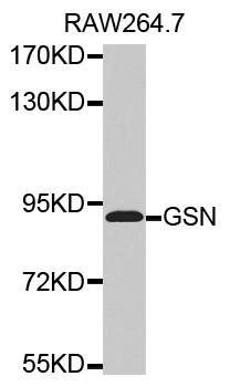 GSN antibody