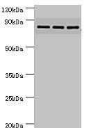 GSN antibody