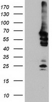 GSPT2 antibody