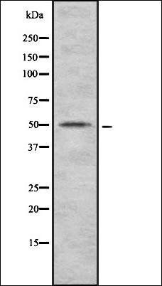 GSR antibody