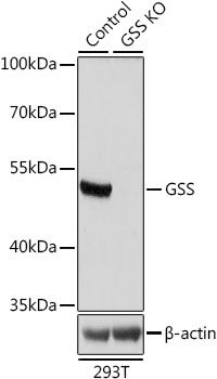 GSS antibody