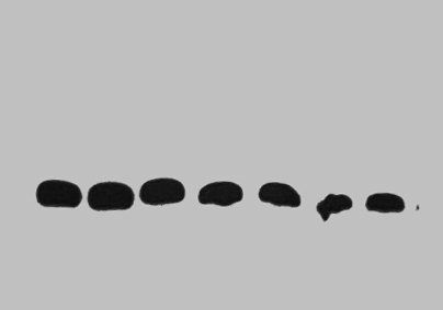 GST antibody