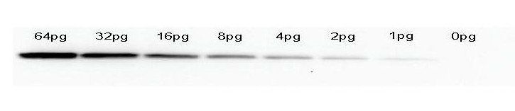 GFP Control protein