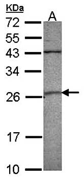 GST A4 antibody