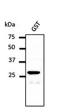 GST antibody
