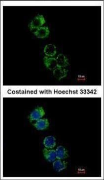 GSAT1 / GSAT2 / GSAT3 antibody