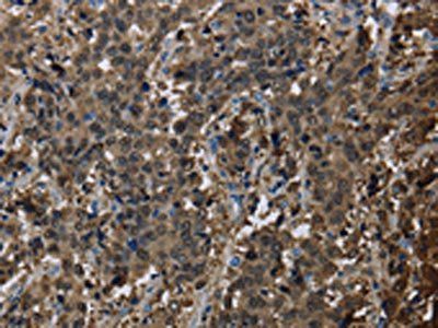 GSTA3 Antibody