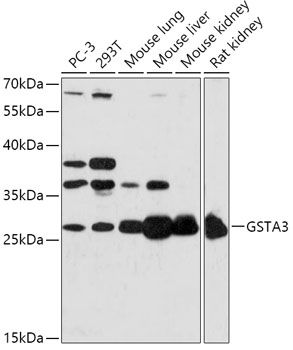 GSTA3 antibody