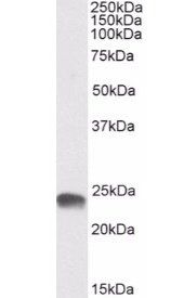 Goat anti-GSTA3 Antibody