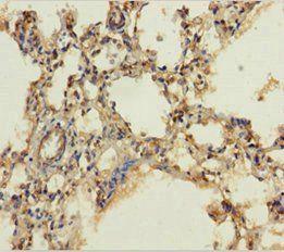 GSTA4 Antibody