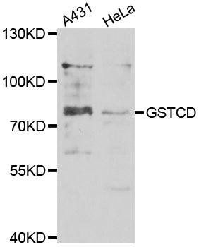 GSTCD antibody