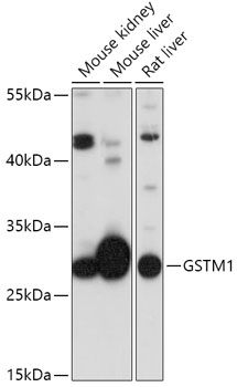 GSTM1 antibody