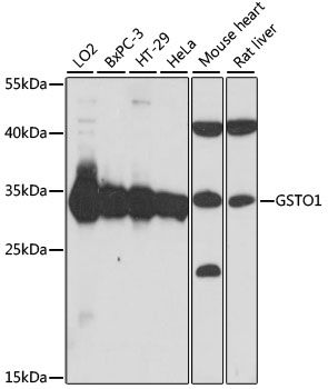 GSTO1 antibody