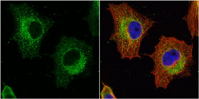 GSTP1 antibody [N1N2], N-term