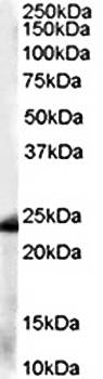 Goat anti-GST3 / GSTP1 Antibody