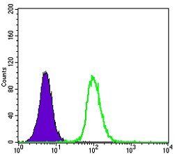 GSTP1 Antibody