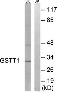 GSTT1/4 antibody