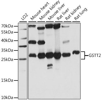GSTT2 antibody