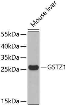 GSTZ1 antibody