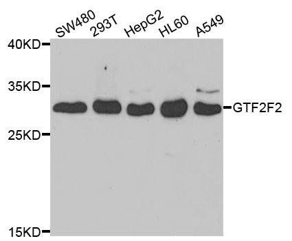 GTF2F2 antibody