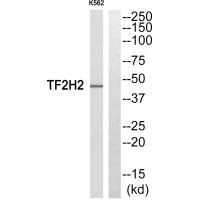 GTF2H2 Antibody